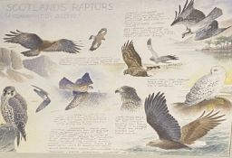 PHILLIP SNOW pencil and watercolour - original artwork for 'Falconers & Raptor Conservation Magazine