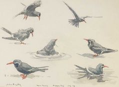 JOHN PHILIP BUSBY pencil and watercolour - titled 'Inca Terns, Emmen Zoo', signed and dated July '