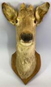 TAXIDERMY - a Roe Deer mounted on a wooden shield, 42cms H approx