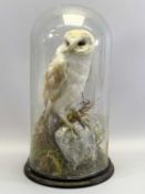 TAXIDERMY STUDY OF A BARN OWL - perched upon a rock under a glass dome on a circular plinth base,