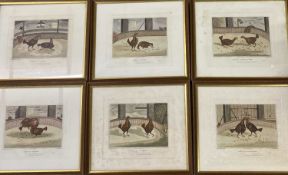 C R STOCK engravings - a set of 6 - cock fighting related plates, 34 x 38cms overall size
