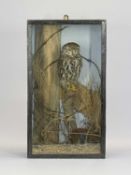 TAXIDERMY - cased study of a little owl perched upon a stump, 50 x 29.5 x 15cms the case