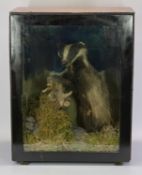 TAXIDERMY - cased study of a badger in a naturalistic setting, 63.5cms H, 49cms W, 34.5cms D