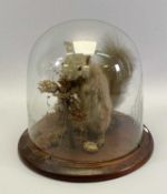 TAXIDERMY STUDY OF A GREY SQUIRREL - under a glass dome on a circular base, 26cms overall H, 26cms