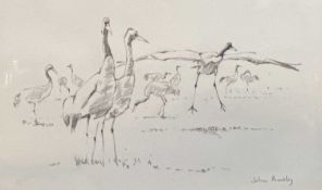 JOHN PHILIP BUSBY original pencil drawings of birds (2), signed in pencil, 16 x 18cms and 14 x