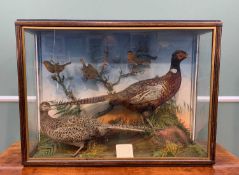 CASED PAIR OF WOOD PHEASANTS & THREE ROBINS, set on rocky base with foliage, in gilt lined stained