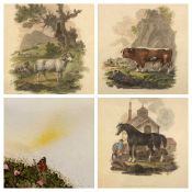 ANTIQUE ENGRAVINGS (3) - Prize Livestock, a ram, drayhorse and bull, 23 x 18cms and BEVERLEY