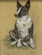MARJORIE COX pastel - a Bull Terrier 'Paula 1966', signed, 46 x 33cms
