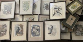 C F TUNNICLIFFE a large assortment by the artist and a few other ornithological prints, ETC, typical