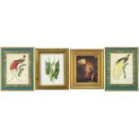 FOUR PICTURES, comprising pair French colour prints of birds of paradise, 36 x 26cms, continental