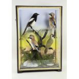 MIXED CASE OF TAXIDERMY BIRDS BY JEFFERIES OF CARMARTHEN, includes green woodpecker, magpie and