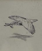 ‡ CHARLES FREDERICK TUNNICLIFFE OBE RA pen and ink - study of a kingfisher in flight, artist's
