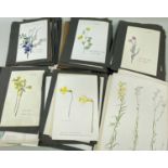 LARGE COLLECTION (APPROX. 100) LOOSE & UNFRAMED ROYAL BOTANICAL GARDEN PRINTS, varying between 26