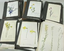 LARGE COLLECTION (APPROX. 100) LOOSE & UNFRAMED ROYAL BOTANICAL GARDEN PRINTS, varying between 26