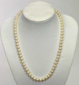 MIKIMOTO CULTURED PEARLS - in a box with silver clasp, approximately 42cms L