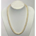 MIKIMOTO CULTURED PEARLS - in a box with silver clasp, approximately 42cms L