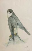 ERIC PEAK limited edition print (171/500) - a Peregrine Falcon, signed and dated '79, 44 x 30cms
