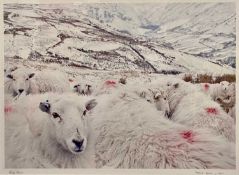 LLINOS LANILI an expansive colour photographic study - a group of sheep in the foreground with snowy