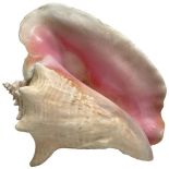 A Mid Size Pink Queen Conch Sea Shell