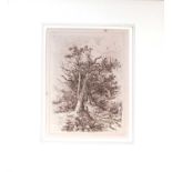 John Crome (British, 1768-1821) A Study of Trees