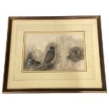 Watercolour of Pheasants Attributed to Archibald Thorburn