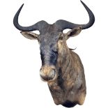 Impressive Original Taxidermy Wildebeest Head (With Wall Mount)