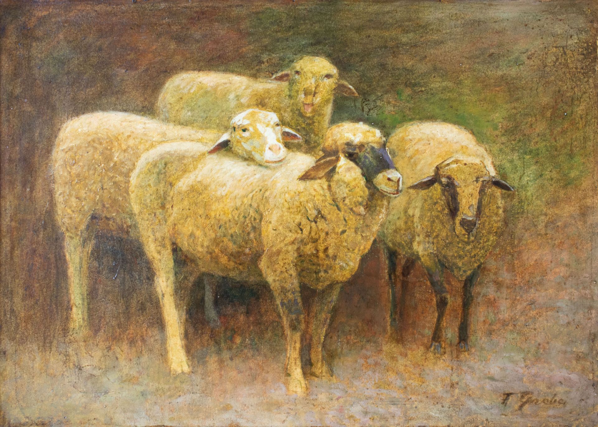 'Schafe'