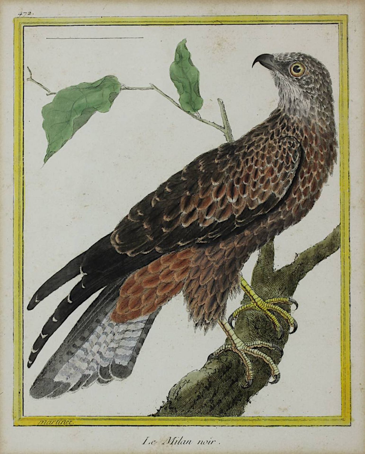 Drei kolorierte Kupferstiche aus Buffon´s Naturgeschichte der Vögel um 1770 bzw. 1809: "Le Milan - Bild 5 aus 7