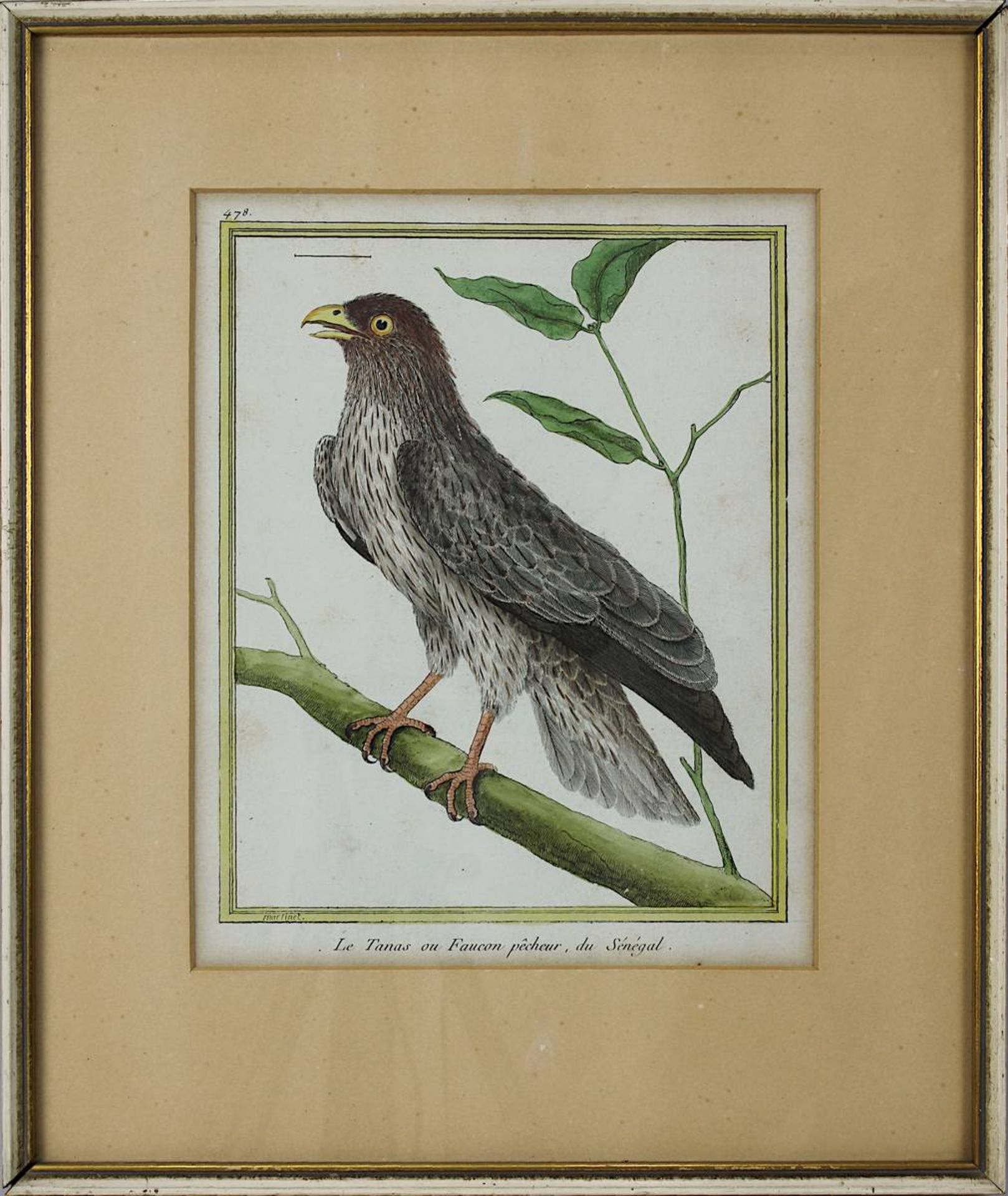 Drei kolorierte Kupferstiche aus Buffon´s Naturgeschichte der Vögel um 1770 bzw. 1809: "Le Milan - Bild 3 aus 7