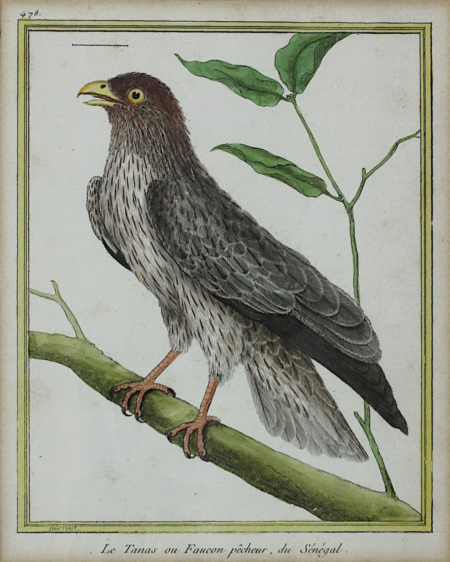 Drei kolorierte Kupferstiche aus Buffon´s Naturgeschichte der Vögel um 1770 bzw. 1809: "Le Milan - Bild 6 aus 7