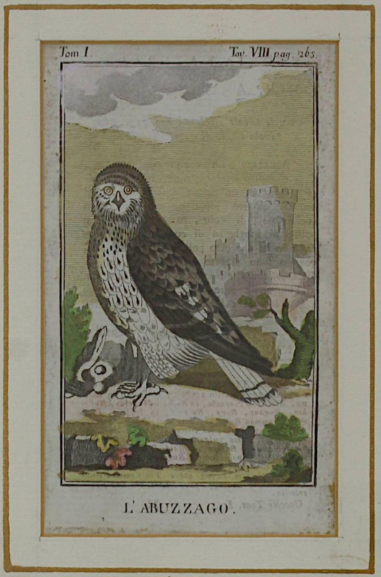 Drei kolorierte Kupferstiche aus Buffon´s Naturgeschichte der Vögel um 1770 bzw. 1809: "Le Milan - Bild 7 aus 7