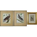 Drei kolorierte Kupferstiche aus Buffon´s Naturgeschichte der Vögel um 1770 bzw. 1809: "Le Milan