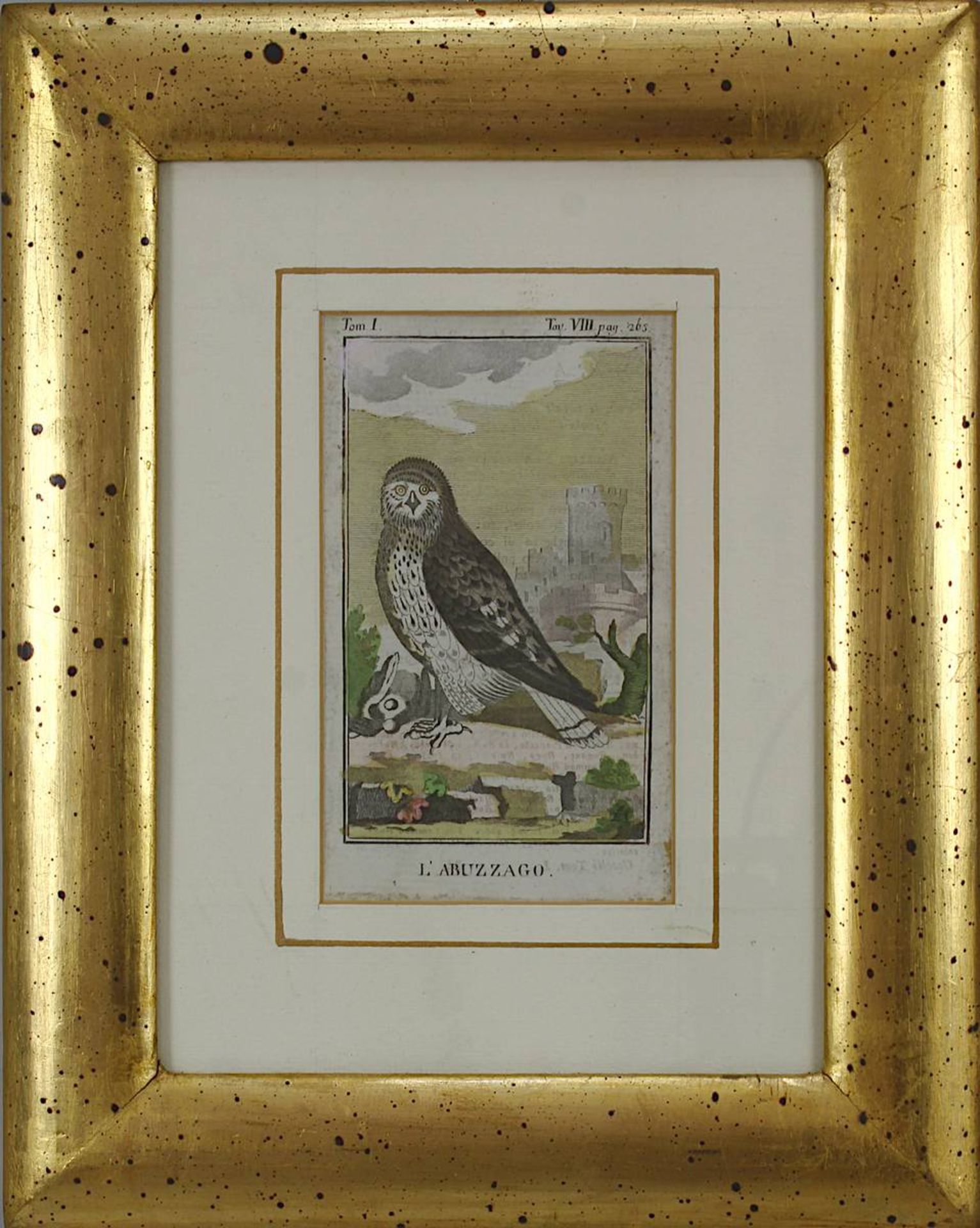 Drei kolorierte Kupferstiche aus Buffon´s Naturgeschichte der Vögel um 1770 bzw. 1809: "Le Milan - Bild 4 aus 7