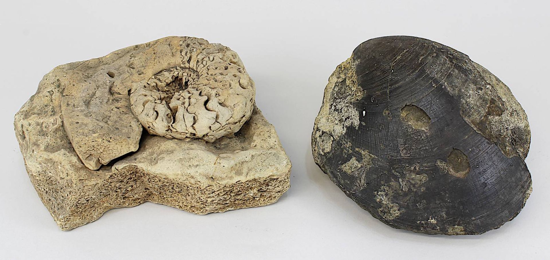 2 große Fossilien: Muschel und Ammonit, Muschel wohl der Gattung Lima, Schalenstruktur auf der einen