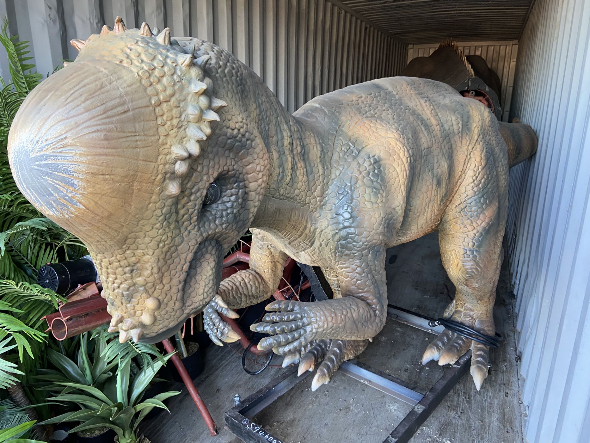 ANIMATRONIC PACHYCEPHALOSAURUS 1.6m high, track no - Image 2 of 7