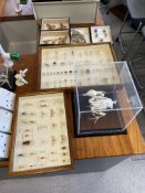 Assorted Insects & Biology Display (Room 813)