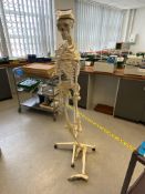 Skeleton, with mobile stand (known to require atte