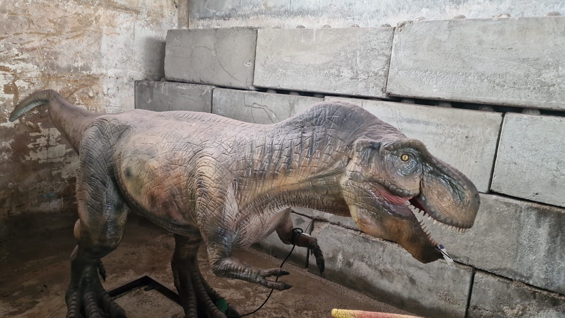 Animatronic Tyrannosaurus 5m long, 1.5 m high, constructed from quality steel structure, high-