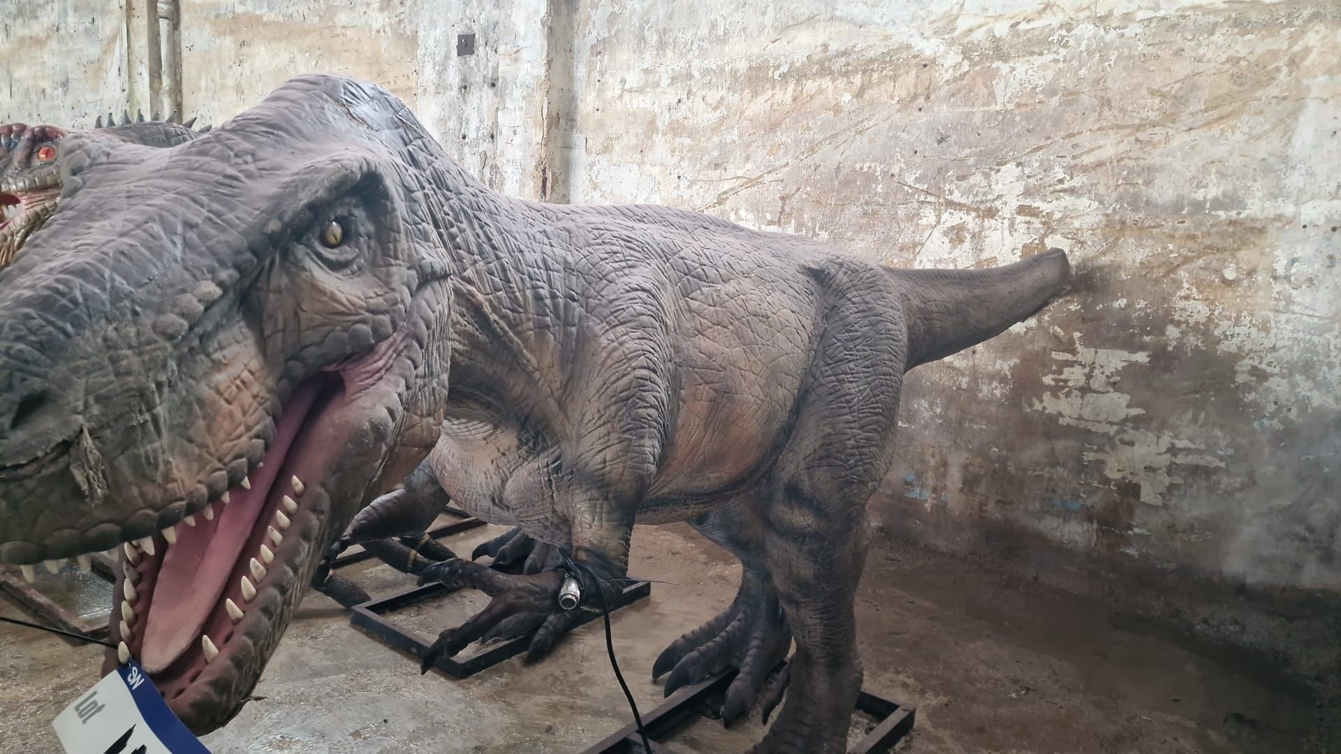 Animatronic Tyrannosaurus 5m long, 1.5 m high, constructed from quality steel structure, high- - Image 2 of 6