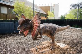 Animatronic Dilophosaurus by Only Dinosaurs, 4m long, 1m wide, 1.6m high, approx. 120kg