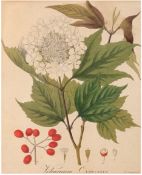 Guimpel, Friedrich (1774-1839) "Viburnum Oxycoccos", Grafik, in der Platte sign., 23x18 cm, im Pass