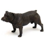 Bronze-Figur "Englische Bulldogge", Nachguß, bezeichnet "Bergmann" braun gefaßt, Gießermarke "J.B.