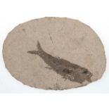 Versteinerung/ Fossil-Fisch, in ovaler Platte, L. 11,5 cm