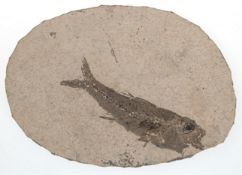 Versteinerung/ Fossil-Fisch, in ovaler Platte, L. 11,5 cm