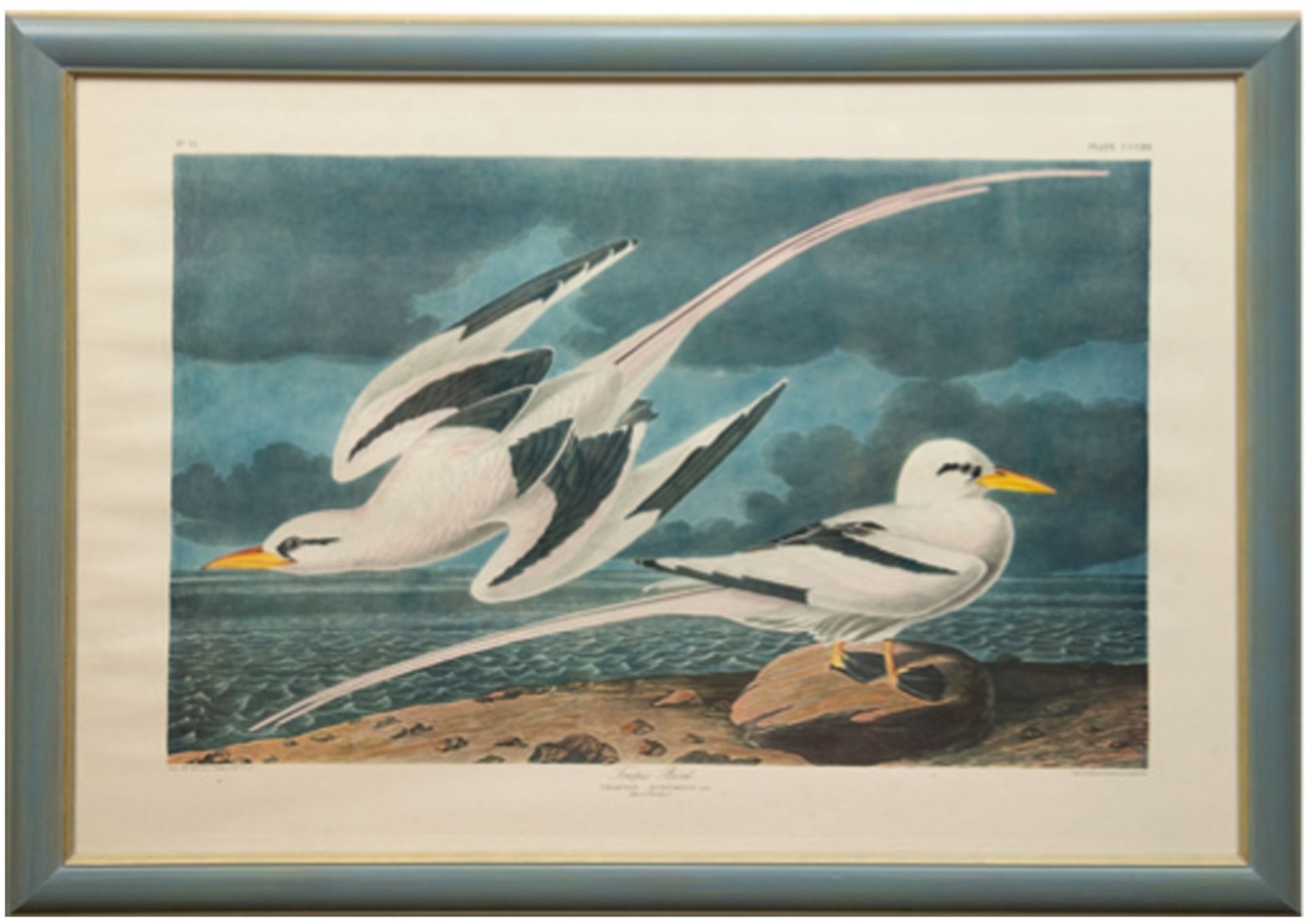 "Tropische Vögel", Druck nach J.J. Auduben, unten mittig bez., Nr. 53 bez. o.l., 60x83 cm, hinter G