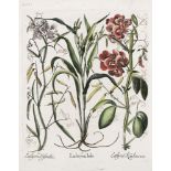 BESLER, BASILIUS. Drei Blätter aus dem Hortus Eystettensis: "Helleborus niger flore virde" / "Onobry