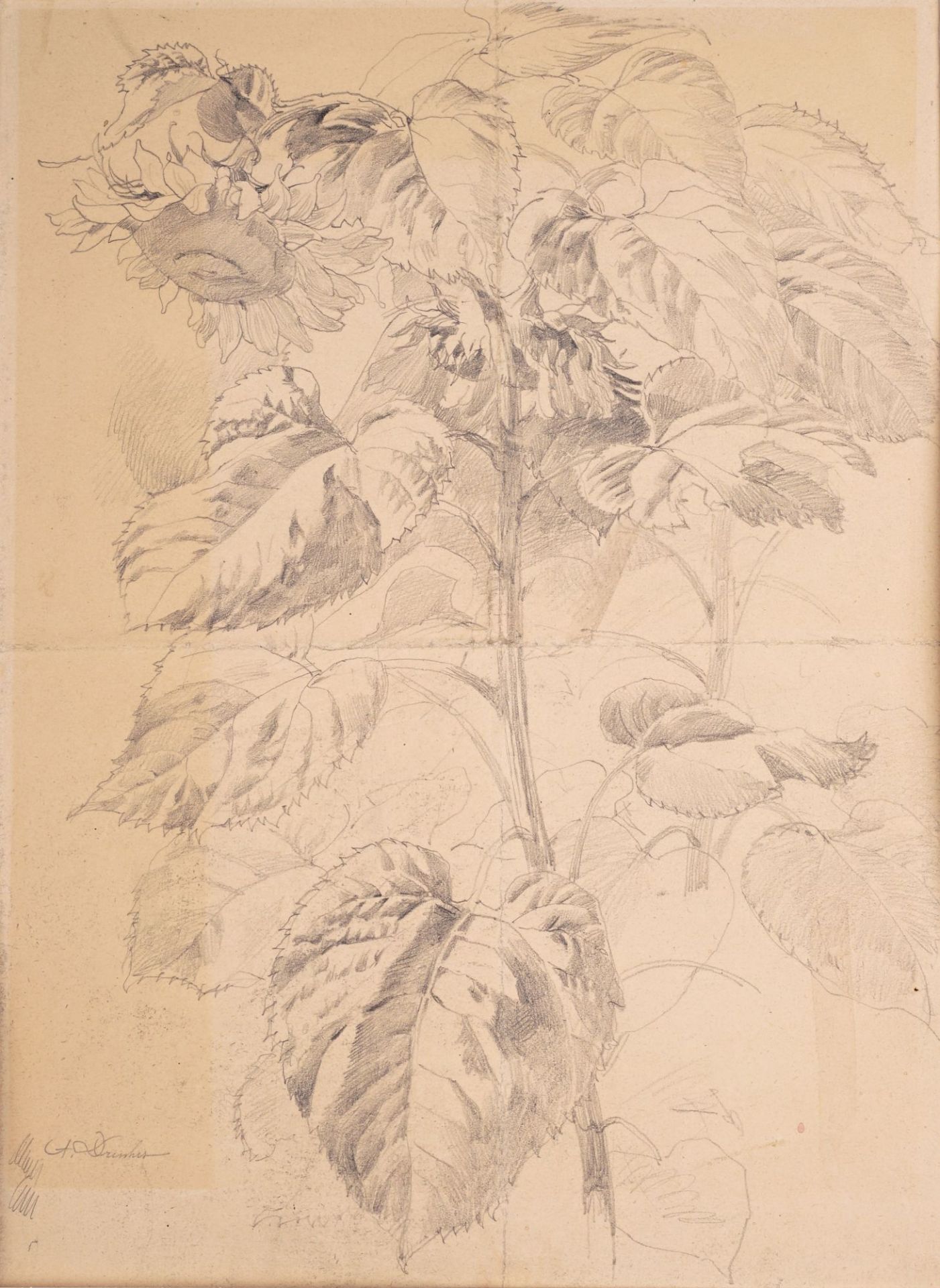 Arno Drescher, Schwertlilie / "Vase mit exotischen Blüten" / "Studie Sonnenblume". Wohl 1910er ... - Image 3 of 3