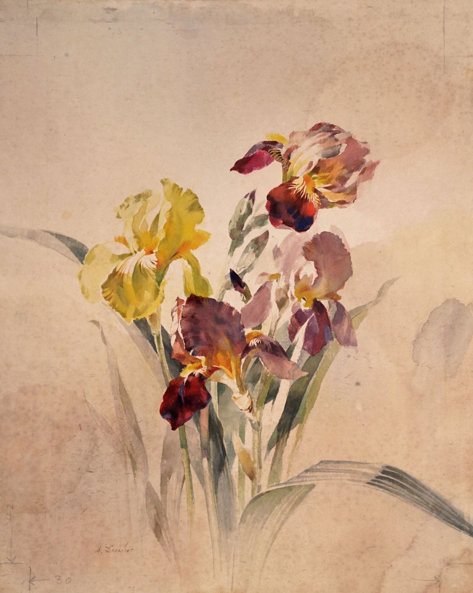 Arno Drescher, Schwertlilie / "Vase mit exotischen Blüten" / "Studie Sonnenblume". Wohl 1910er ...