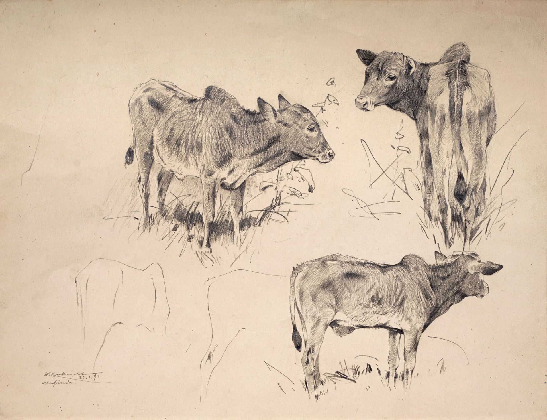 Wilhelm Kuhnert, Zebu–Studien. 1892.