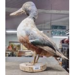 A Taxidermy of a mallard duck standing on a post.